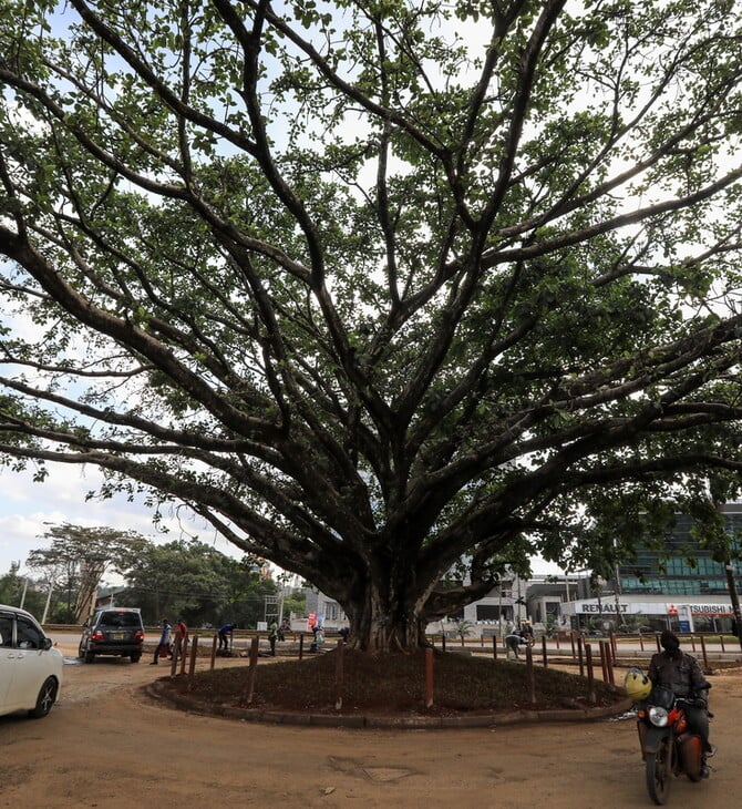 Κένυα: Προεδρικό διάταγμα για τη διάσωση αιωνόβιου δέντρου - Από υπό κατασκευή αυτοκινητόδρομο