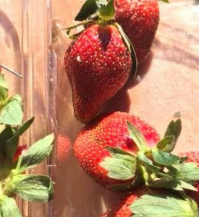 Επεκτείνεται η κρίση της φράουλας - Φρούτα με κρυμμένες βελόνες εντοπίστηκαν και στη Νέα Ζηλανδία