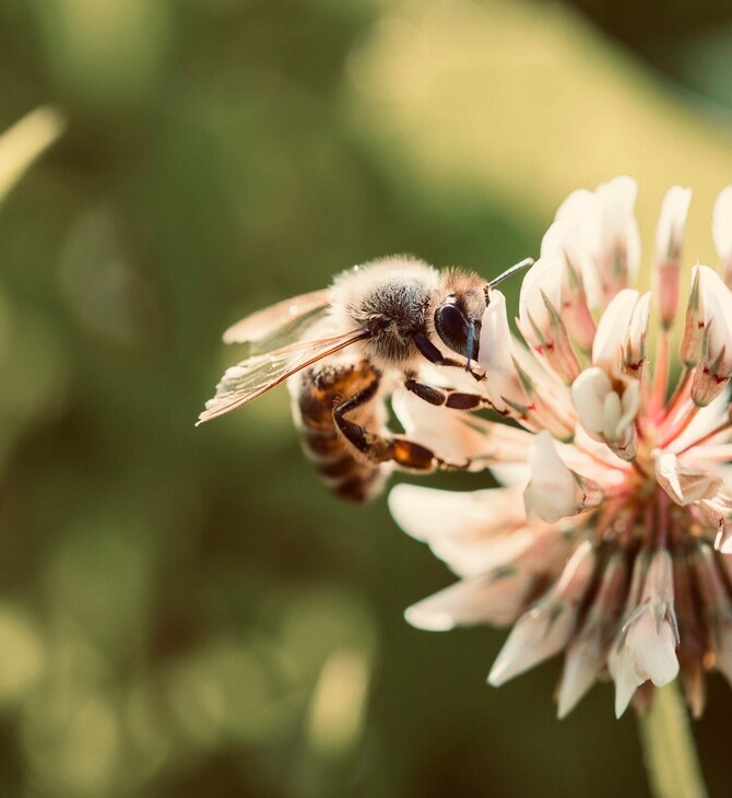 Οι αστικοί μελισσόκηποι της Αθήνας