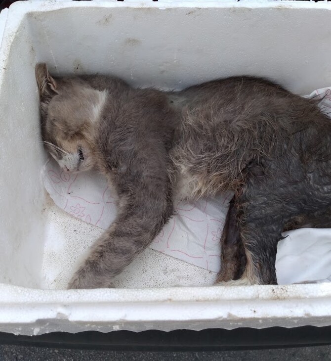 Πέθανε η γάτα που πυροβολήθηκε από Λυκειάρχη στη Λαμία