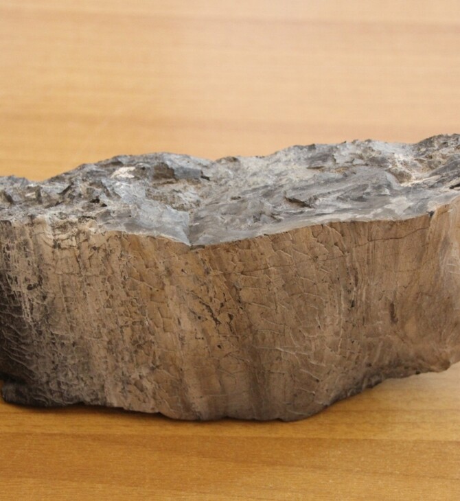 Σπάνιο απολίθωμα από την Ανταρκτική στο Μουσείο Απολιθωμένου Δάσους - Δωρεά Έλληνα της διασποράς