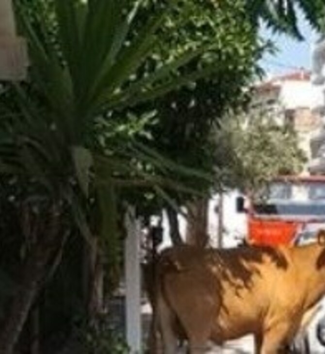Λαμία: Κυνηγούσαν πανικόβλητο ταύρο μέσα στην πόλη