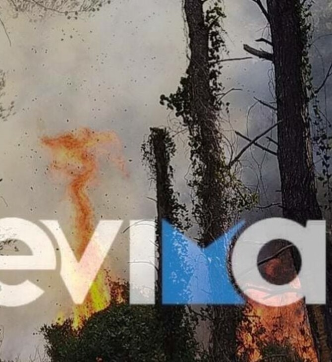 Εύβοια: Πυρκαγιά σε πευκοδάσος - 
