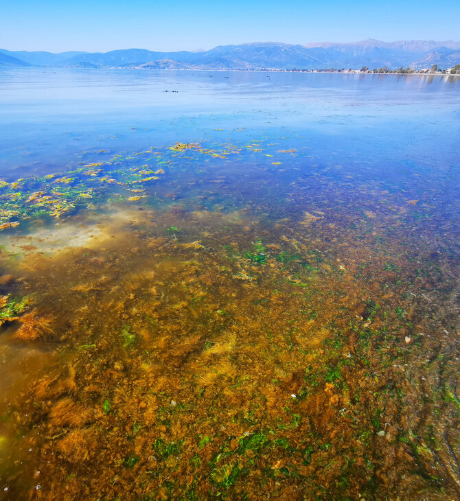 «Κοκκίνισε» η θάλασσα στο Ναύπλιο - Τι είναι η ερυθρά παλίρροια και πώς προκαλείται