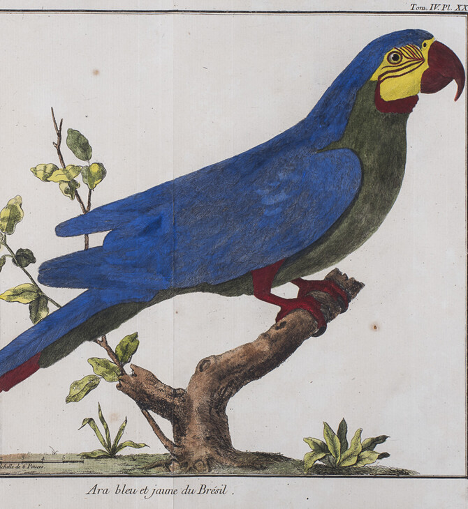 Τα σπάνια και εξωτικά πουλιά και μια ιστορία διακοσίων ετών, στο μουσείο του Τολέδο