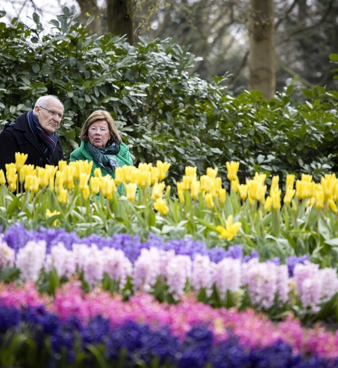 Στο Keukenhof φυτεύονται κάθε χρόνο 7 εκατομμύρια λουλούδια και ζουν για μόλις δυο μήνες