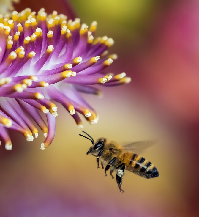 Ολλανδία: Επιστήμονες εκπαιδεύουν μέλισσες να ανιχνεύουν τον κορωνοϊό 