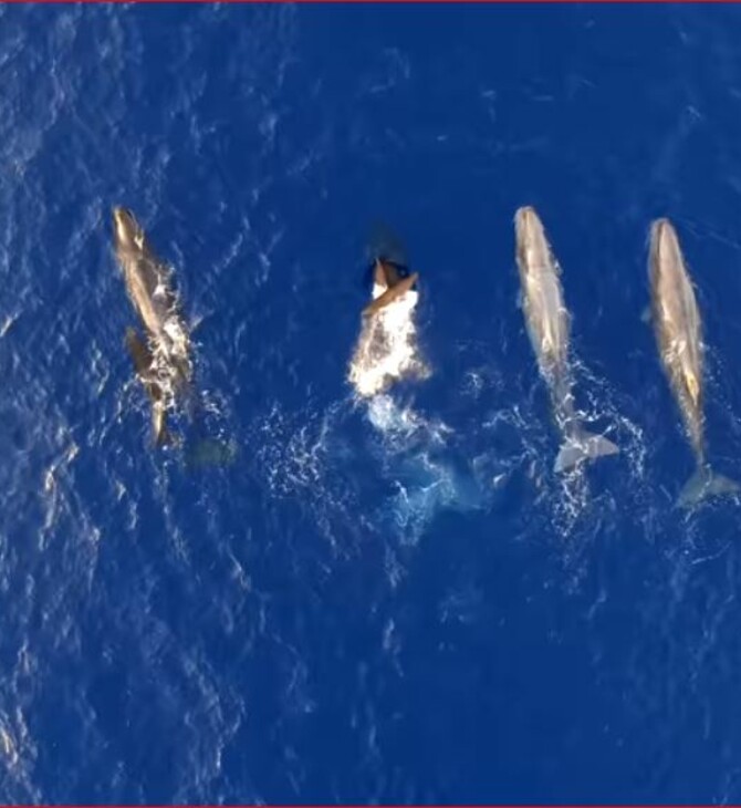 Το αποτυχημένο «φλερτ» μιας μεσογειακής φάλαινας και η οργισμένη αντίδρασή της: Ένα υπέροχο βίντεο από το Ιόνιο 