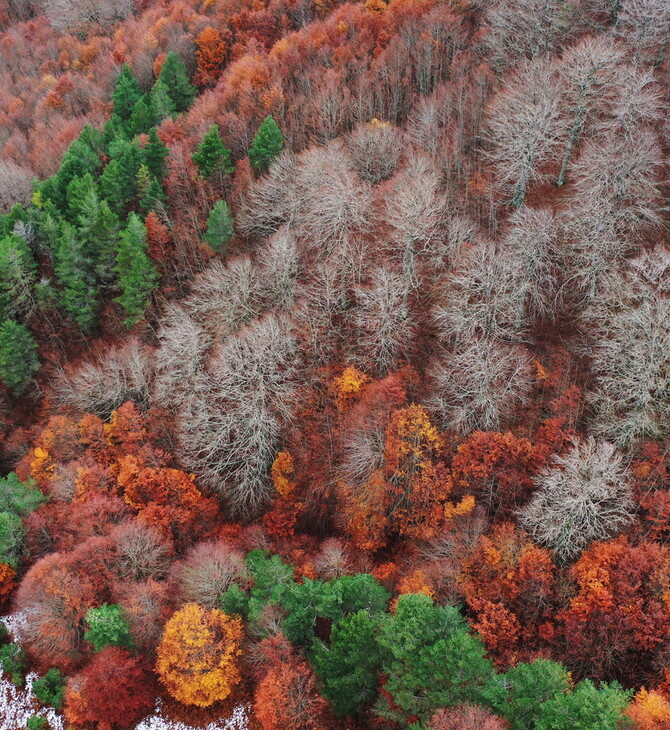 Forests the size of France regrown since 2000, study suggests