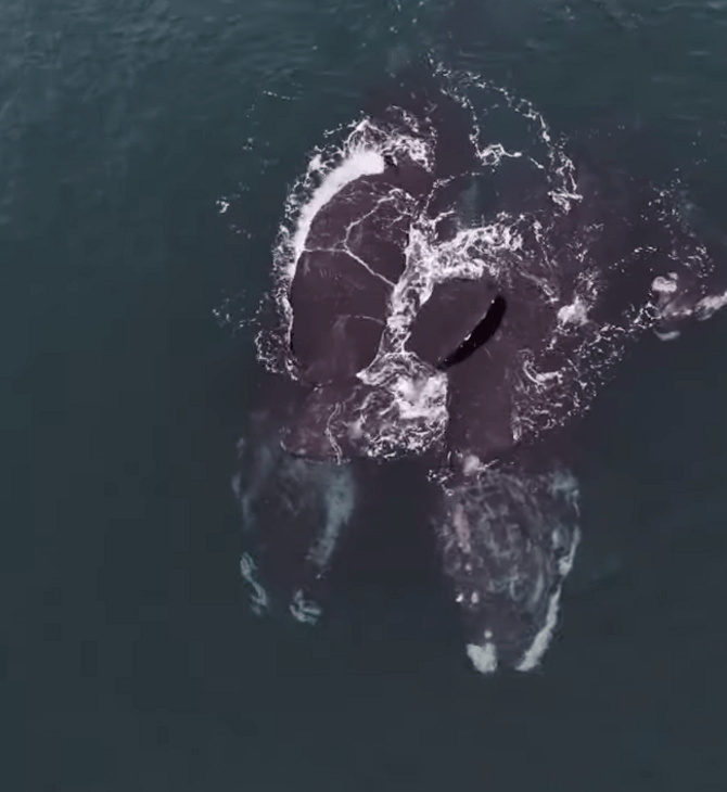 Φάλαινες κολυμπούν αγκαλιασμένες