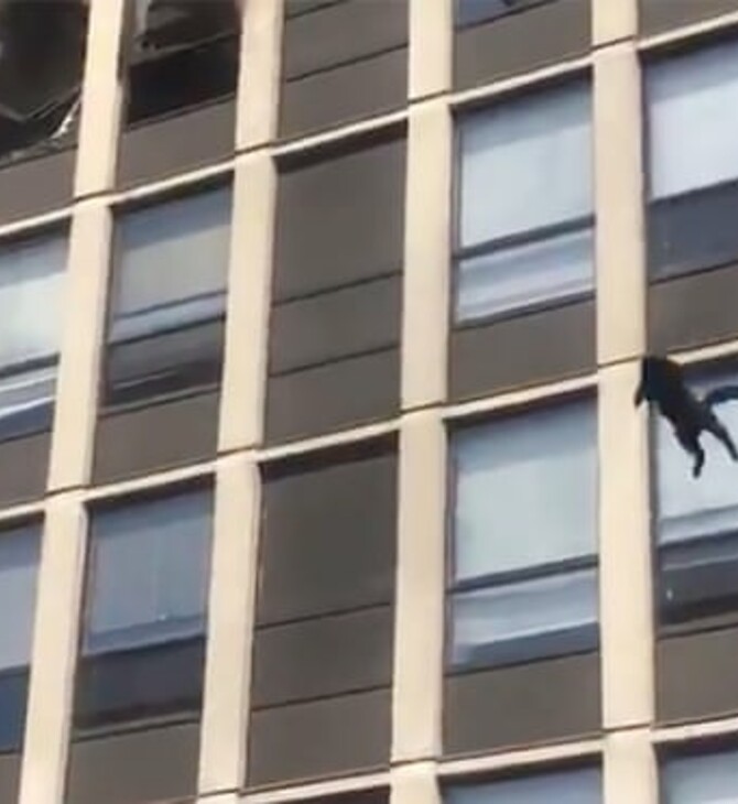 Σικάγο: Γάτα πήδηξε από τον 5ο όροφο φλεγόμενου κτιρίου [ΒΙΝΤΕΟ] 