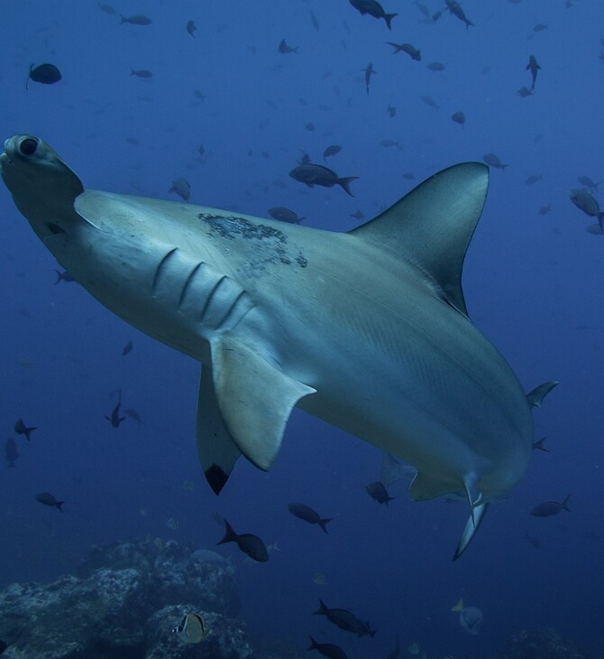 Οι καρχαρίες χρησιμοποιούν το μαγνητικό πεδίο της Γης σαν «GPS προσανατολισμού» υποστηρίζει νέα έρευνα 