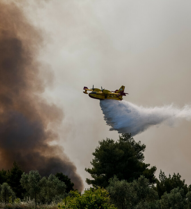 WWF: Η πρόληψη σώζει τα δάση, αλλά τα κονδύλι πηγαίνουν στην καταστολή των πυρκαγιών