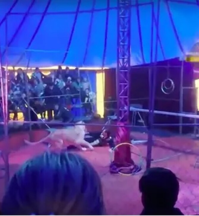 Θηριοδαμαστής τσίρκου δέχθηκε επίθεση από λιοντάρι μπροστά σε γονείς και παιδιά