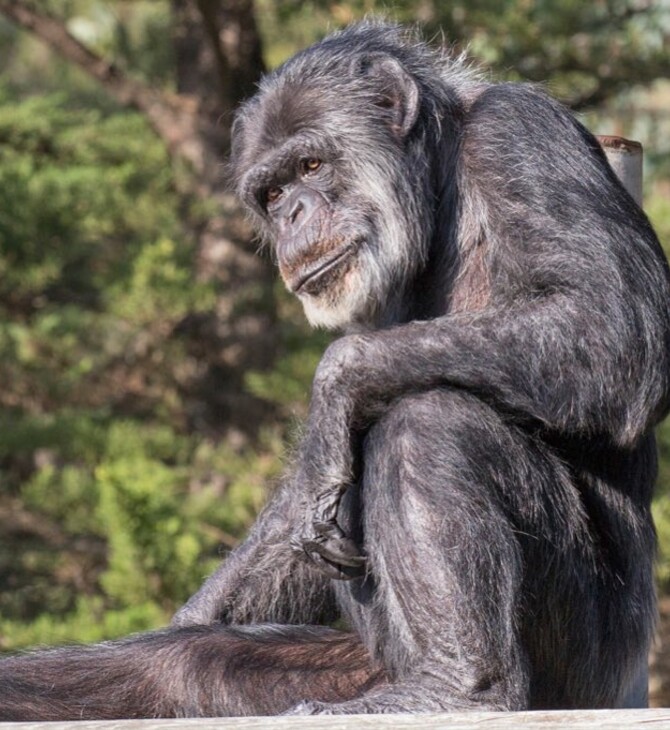 Oldest male chimpanzee in U.S. dies at age 63 at California zoo