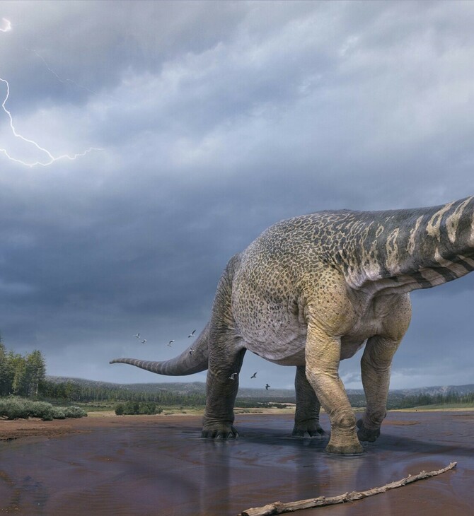 O δεινόσαυρος που εντοπίστηκε στην Αυστραλία είναι ο μεγαλύτερος στην ήπειρο, λένε οι επιστήμονες