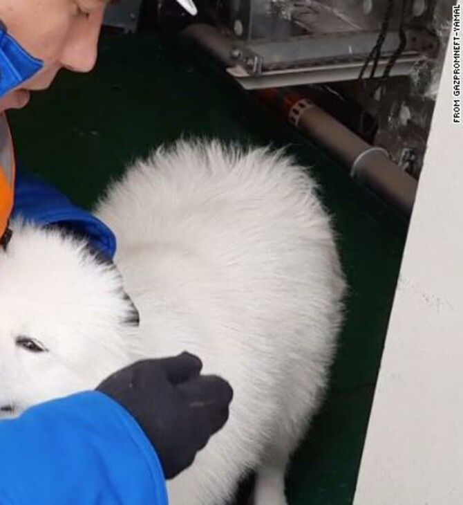 Αρκτική: Πλήρωμα παγοθραυστικού έσωσε σκύλο που περιφερόταν για μια εβδομάδα στο ψύχος