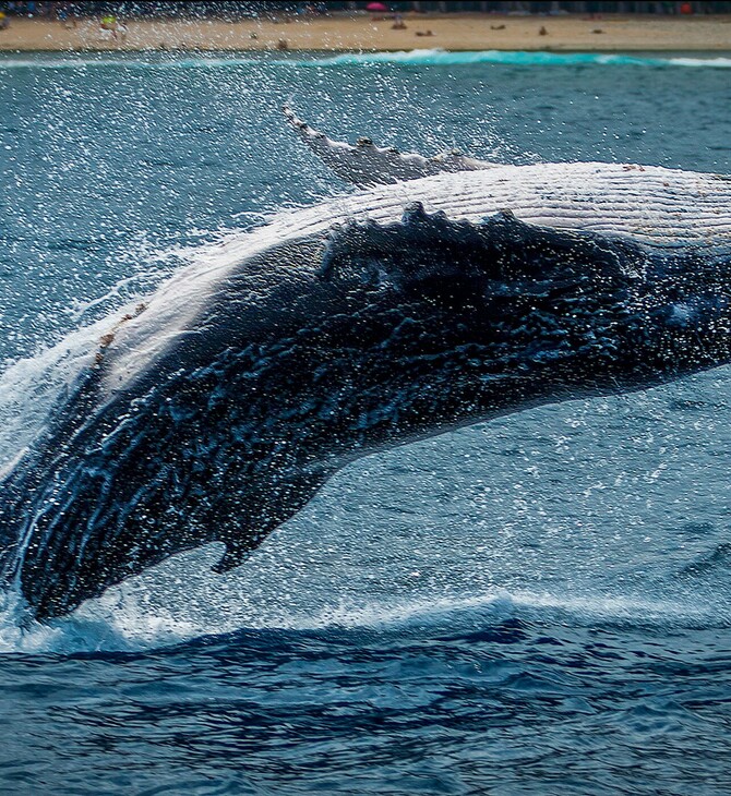 Μεγάπτερη φάλαινα έφτυσε ψαρά αφού πρώτα «προσπάθησε να τον καταπιεί»