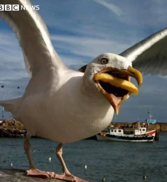 Google buys photographer's shot of seagull eating a chip