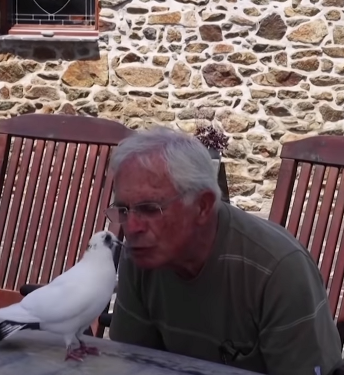 Μια ασυνήθιστη φιλία: Γάλλος συνταξιούχος πηγαίνει παντού με ένα περιστέρι (Βίντεο)