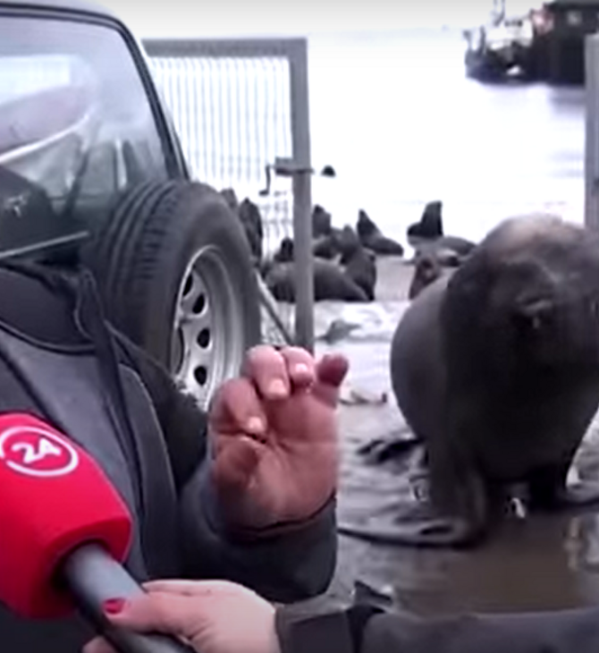 Viral βίντεο με θαλάσσιο ελέφαντα που διακόπτει συνέντευξη στη Χιλή 