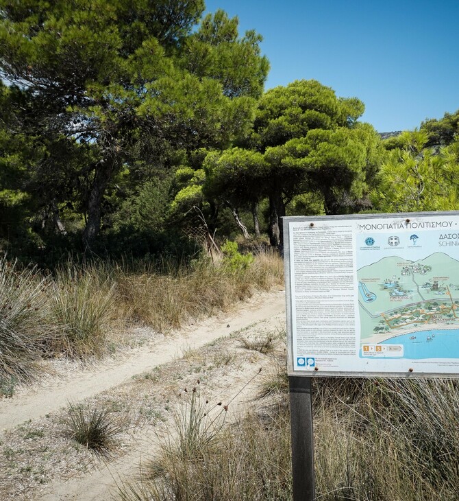 Εθνικό Πάρκο Σχινιά: Καταγγελίες του φορέα διαχείρισης για αποψίλωση