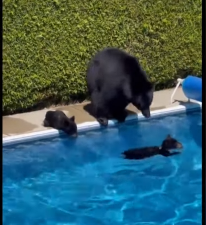 Βίντεο: Αρκούδες δροσίζονται σε πισίνα, εν μέσω του κύματος καύσωνα στον Καναδά