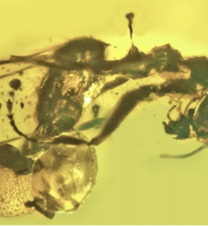 Απολιθωμένο μυρμήγκι 50 εκατομμυρίων ετών βρέθηκε με παρασιτικούς μύκητες