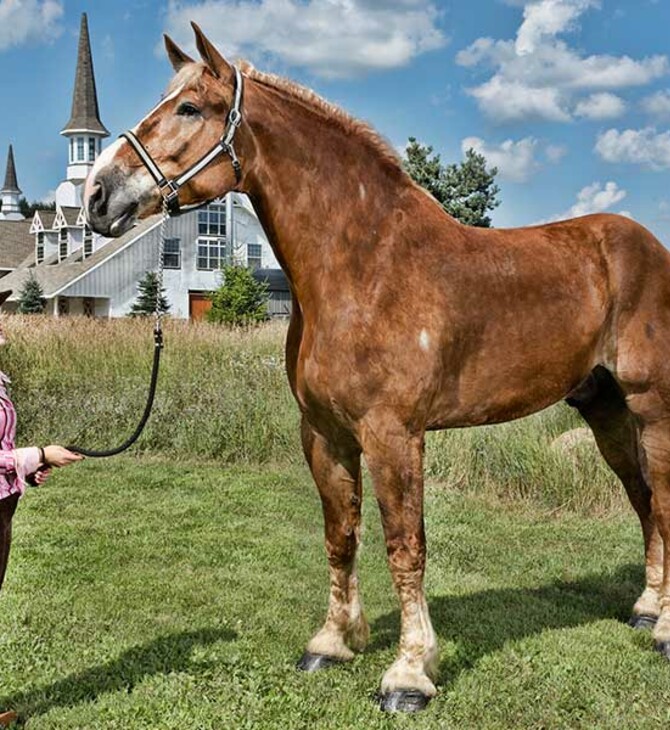Πέθανε ο Big Jake, το ψηλότερο άλογο στον κόσμο