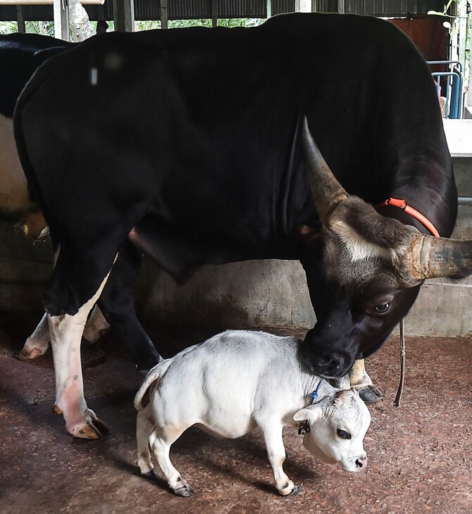 Μπαγκλαντές: Η αγελάδα νάνος Dwarf cow Rani finds fame 