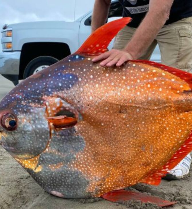 Πολύχρωμο, τροπικό ψάρι 45 κιλών ξεβράστηκε σε ακτή του Όρεγκον - «Το προλάβαμε πριν τα θαλασσοπούλια» 