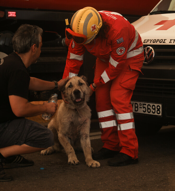 Dogs' Voice: Πώς μπορούμε να βοηθήσουμε ζώα από πυρόπληκτες περιοχές