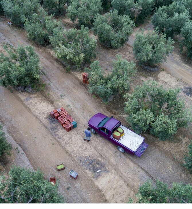 Η Κρήτη επιστρατεύει drones για τον αγώνα κατά του δάκου στους ελαιώνες
