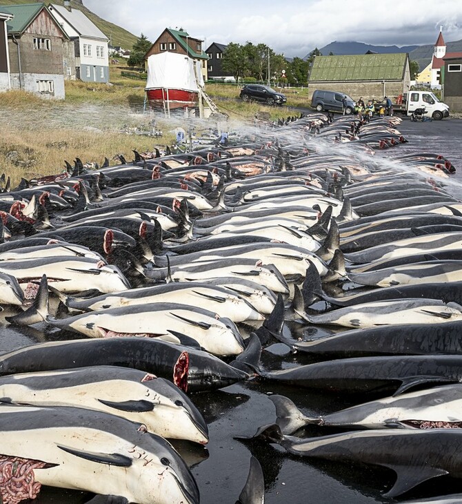 Δανία: Οργή από την σφαγή σχεδόν 1.500 δελφινιών στα νησιά Φερόε