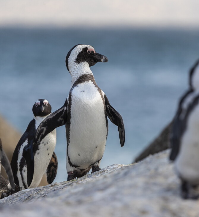 Μέλισσες σκότωσαν 63 πιγκουίνους που απειλούνται με εξαφάνιση