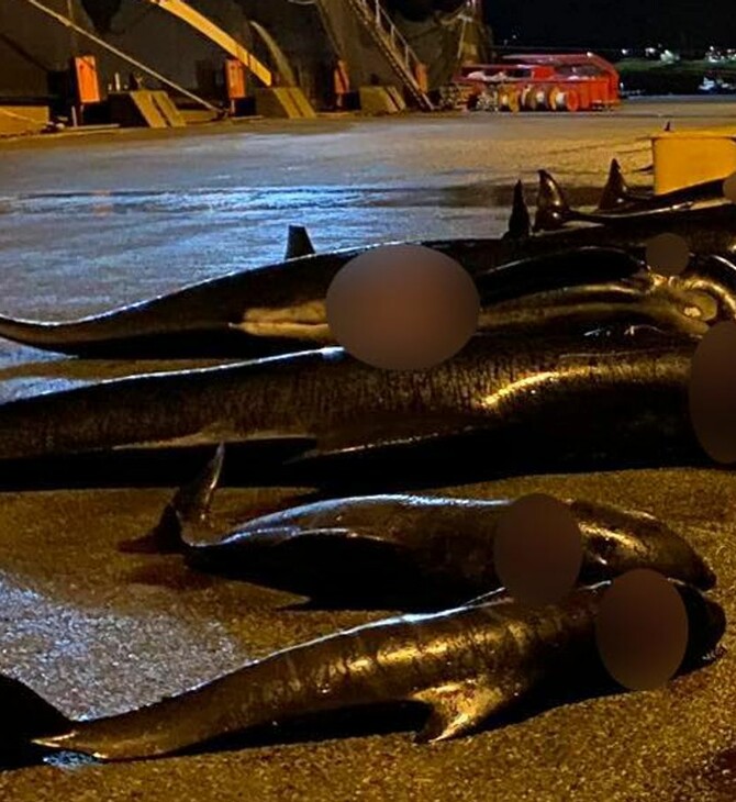 Νέα σφαγή στα Νησιά Φερόε: Σκότωσαν τουλάχιστον 52 δελφίνια