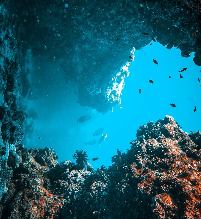 Ινστιτούτο «Αρχιπέλαγος»: Ανακαλύφθηκαν δύο εκτεταμένα δάση μαύρου κοραλλιού σε βάθος 100 μ. - Εντυπωσιακές εικόνες 
