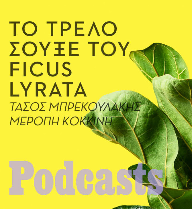 Πώς ο ficus lyrata έφτασε από το Καμερούν στo σπίτι μας;