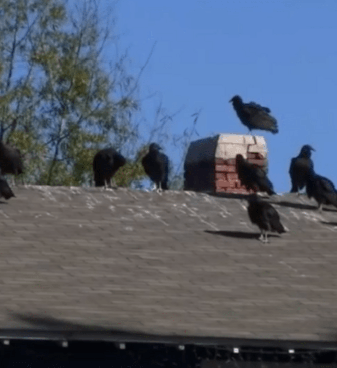 Πουλιά έχουν κατακλύσει πόλη στη Βόρεια Καρολίνα και κανένας δεν ξέρει γιατί