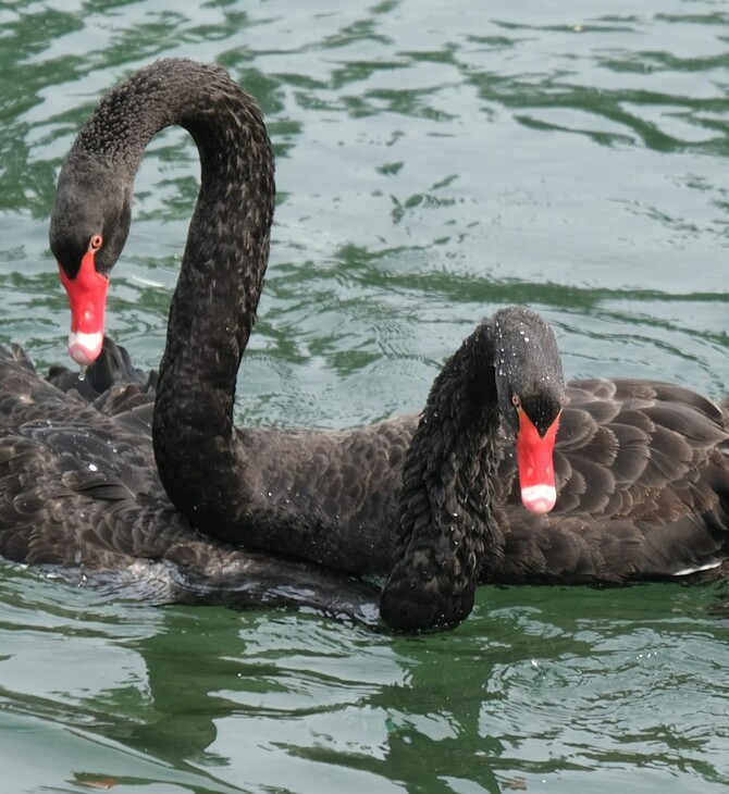 black swans