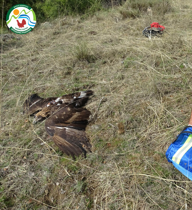 Δράμα: Νέα δηλητηρίαση χρυσαετού- «Τριπλό έγκλημα»