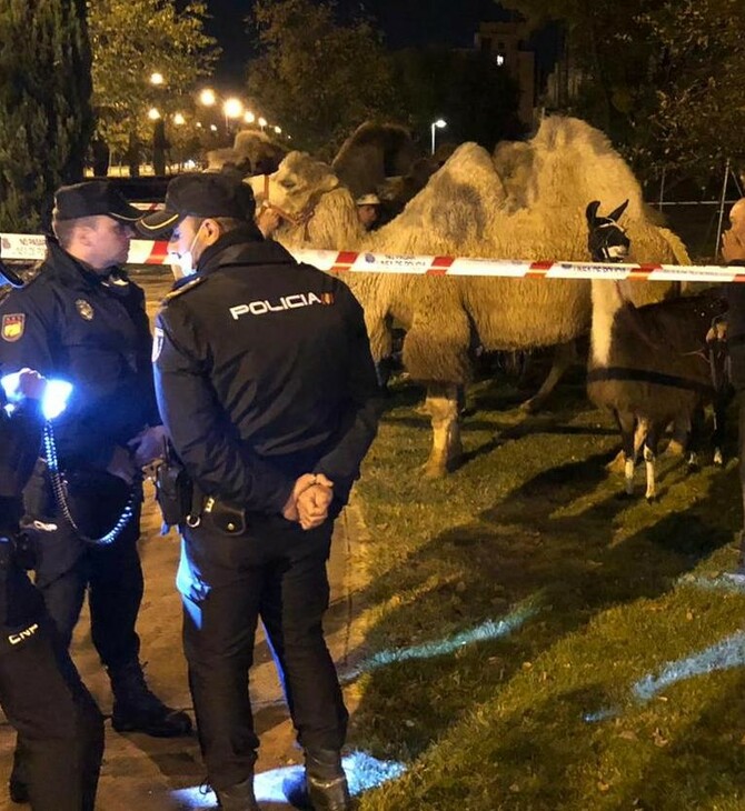 Μαδρίτη: 8 καμήλες και ένα λάμα έκαναν βόλτα στους δρόμους- Απέδρασαν από τσίρκο