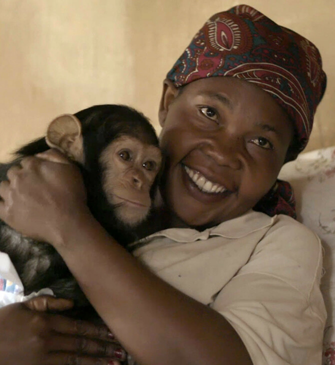 Μια γυναίκα και ένας χιμπατζής φροντίζουν ο ένας τον άλλον σε ένα καταφύγιο άγριας ζωής στο Κονγκό