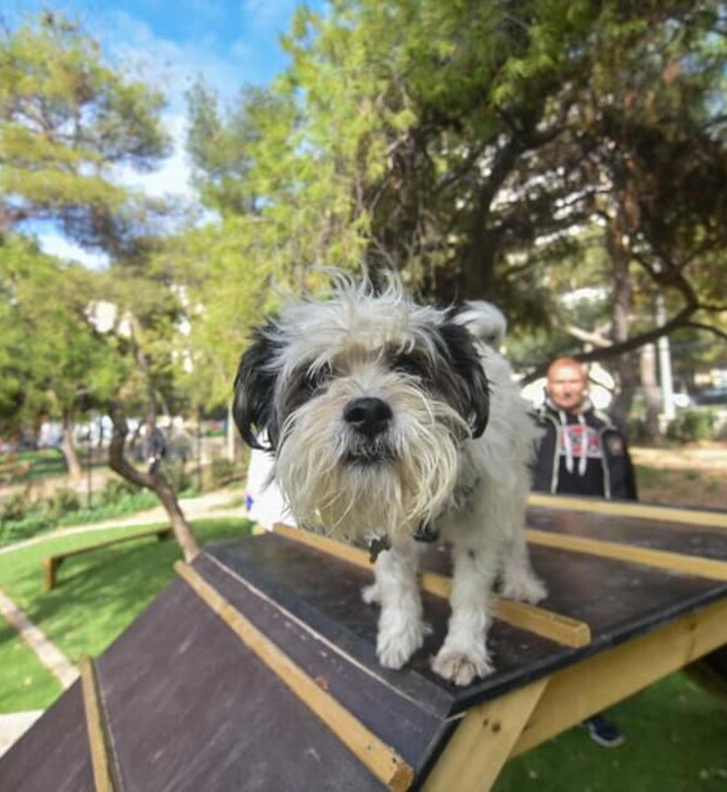 Δύο πάρκα αποκλειστικά για σκύλους στην Αθήνα