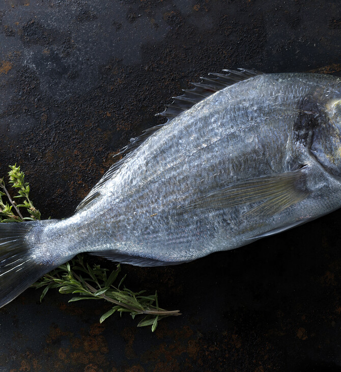 Όλα όσα θέλετε να μάθετε για τα ψάρια ιχθυοκαλλιέργειας (αλλά φοβόσαστε να ρωτήσετε)