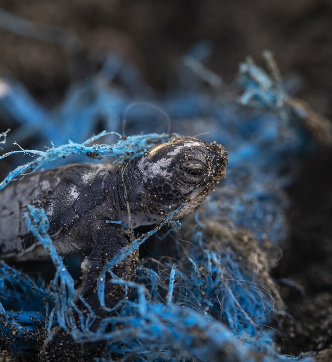 Οι χελώνες πεθαίνουν από την «πλαστική μάστιγα» στα Ηνωμένα Αραβικά Εμιράτα
