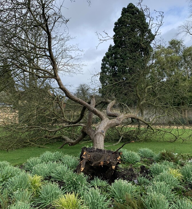 Η «μηλιά του Νεύτωνα» στον Βοτανικό Κήπο του Κέιμπριτζ ξεριζώθηκε από την κακοκαιρία Γιούνις