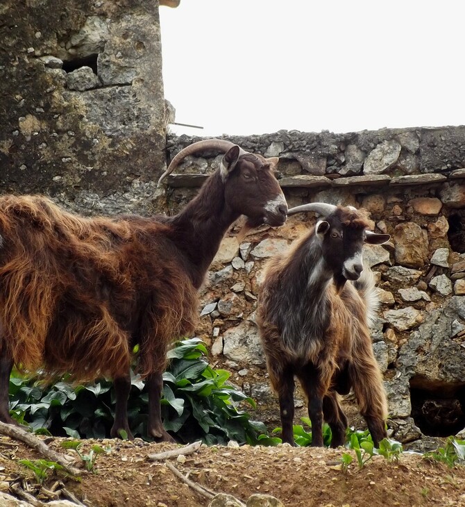 Κρήτη:: Υποσιτίζονται τα κοπάδια των κτηνοτρόφων λόγω των αυξήσεων στις ζωοτροφές