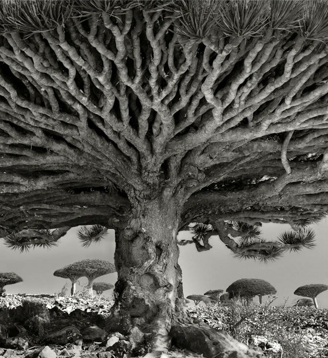 Τριάντα αρχαία δέντρα άνω των 2.000 ετών στέκονται ακόμα στον πλανήτη