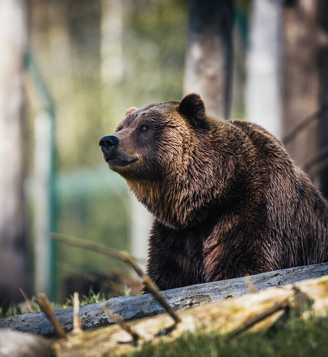 Έρευνα: Ο πληθυσμός της καφέ αρκούδας στα Πυρηναία είναι ο υψηλότερος εδώ και έναν αιώνα